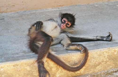 A baby Spider Monkey at an animal refuge on Yucatan Peninsula