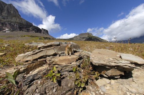 Dieses Erdhörnchen wollte uns die Schönheit des Glaciers Nationalparks in Montana zeigen