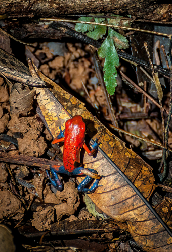 Der 'Blue Jeans Frog' ist winzig, aber giftig.  Dieser lebte in der Nähe der nicaraguanischen Grenze.