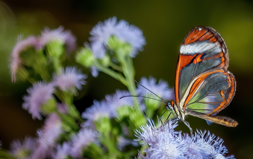Ein ungewöhnlicher Schmetterling