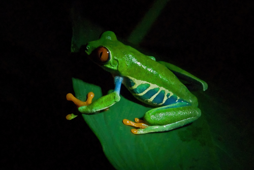Costa Rica's national symbol, the Red-eyed-Leaf-Frog, shot with the help of a dim flashlight 