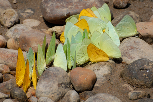 A butterfly gathering in Peru