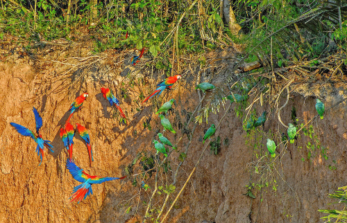 Scarlet Macaws and Mealy Amazons