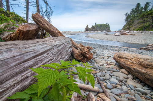 Ruby Beach, a pretty spot on the coastline of Olympic National Park, Washington