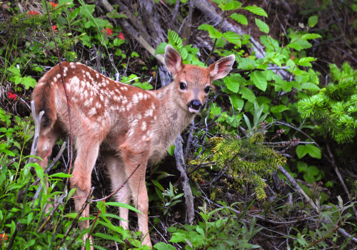Sometimes, like with this fawn in Olympic National Park, you get the best shots from your car window