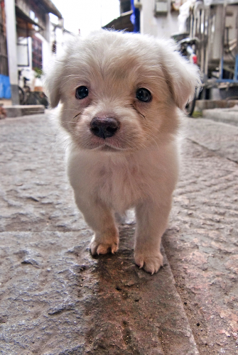 Pet or food?  Let's hope this curious puppy, shot on the streets of Shanghai, was the former.