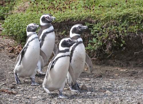 Magellan Penguins always walk as a group for greater protection