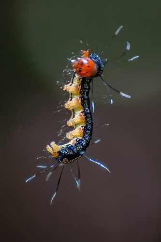 A Caterpillar hanging down from a tree near Puerto Viejo, on the Caribbean coast of Costa Rica