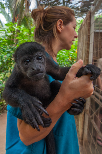 A Howler Monkey Toddler at an animal refuge