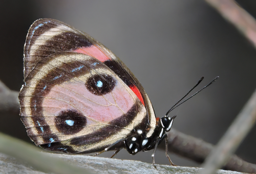 A butterfly trying to scare away enemies with its large 'eyes'