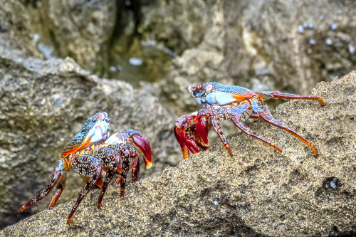 These crabs were about to start a good fight in Ecuador's Parque National Machalilla