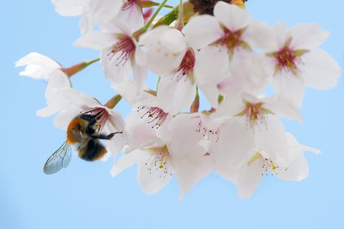 A Bumblebee at a Japanese garden near Berlin