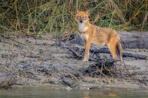 On a boat tour in Nepal's Bardia National Park, we spotted this Jackal from afar 