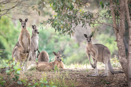 Kangaroos on their annual family outing near Castlemaine in Victoria state 