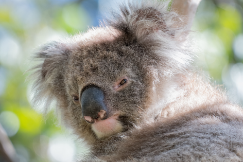 How did Koalas get a reputation of being cute?