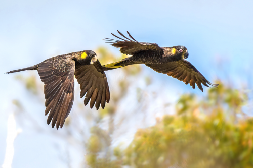 Yellow-tailed Black Cockatoos in flight