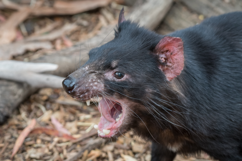 Ein Tasmanischer Teufel rechtfertigt seinen Namen