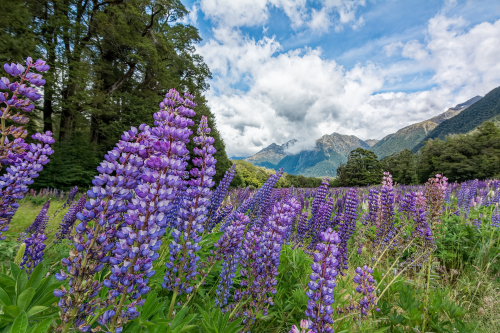 Fjordlands, on the southern island of New Zealand.  Landscape or Nature shot?  You decide...