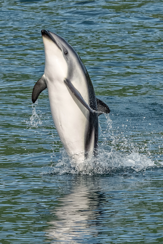 Kaikoura ist der wichtigste Beobachtungspunkt für Delfine in Neuseeland