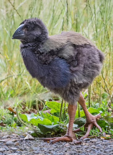 Takahe chick. Takahes are rare birds that look like they came straight from the dinosaur ages.