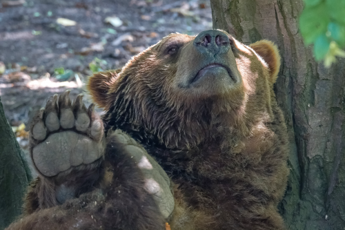 A Brown Bear whiling away time at a German animal resort