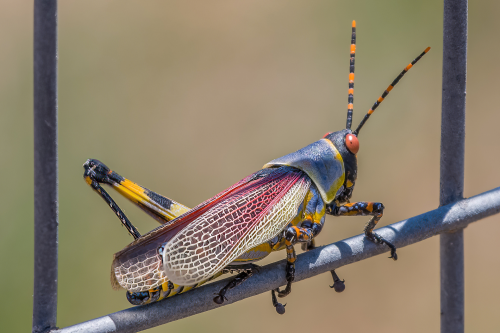 Der englische Name könnte nicht treffender sein: 'Elegant Grasshopper'