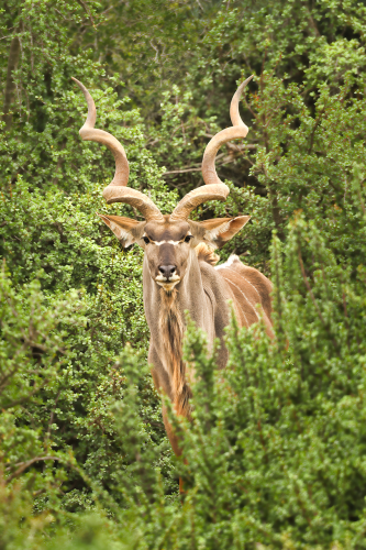Einen Moment lang dachte ich im Vorbeifahren, dieser Kudu sei aus Holz.  Er bewegte sich überhaupt nicht.