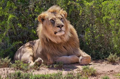 This male lion was sound asleep at Kruger National Park when the sound of an ultralight plane up in the air woke him
