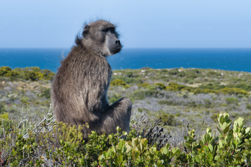 A Baboon lost in thought near the Cape of Good Hope