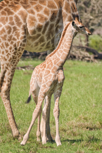 Giraffenbaby in einem von Südafrikas privaten Wildreservaten