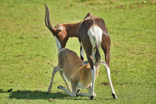 A Springbok mother feeding her offspring