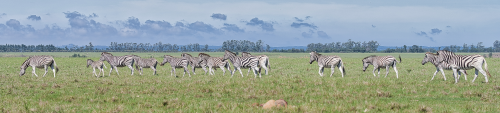In der Plettenberg Bay Game Reserve lebt eine große Herde von Zebras