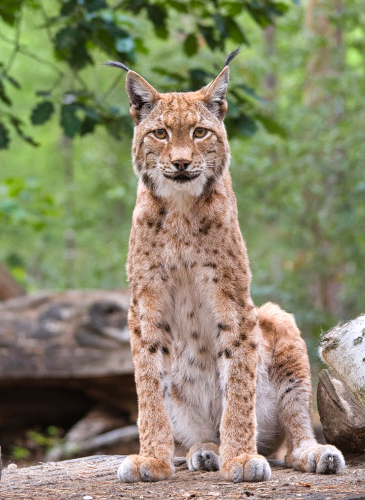 A Lynx was watching me carefully at a wildlife center just south of Berlin