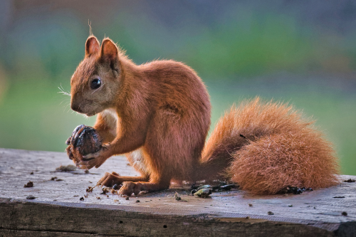 Upon careful reflection, this Red Squirrel decided its nut was much more relevant than I was