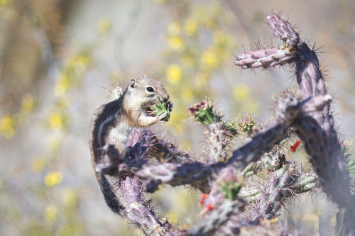 Dieses Erdhörnchen liebt die Kaktusblüten am Arizona Sonoma Desert Museum