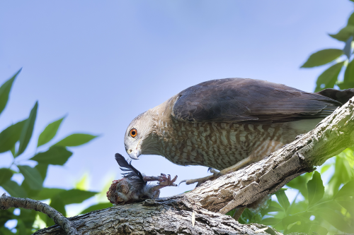Young Mississippi Kite with food