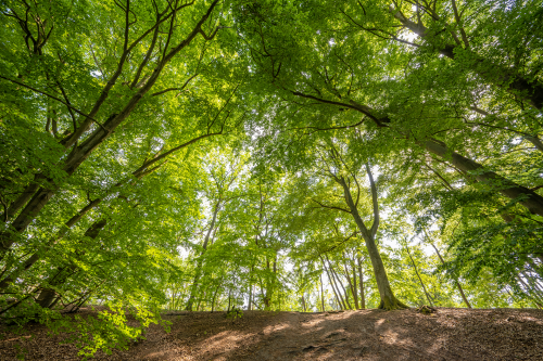 A wide-angle lens can make a beech forest look spectacular