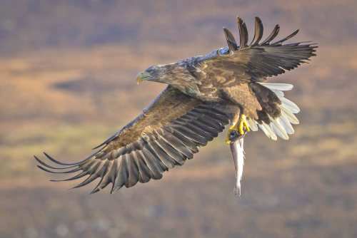 A White-tailed Eagle returning with its catch