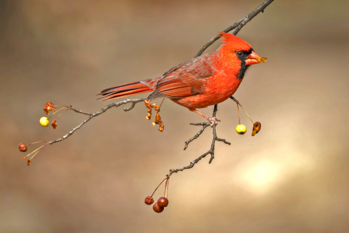 Rotkardinal, ein häufiger und sehr hübscher Vogel