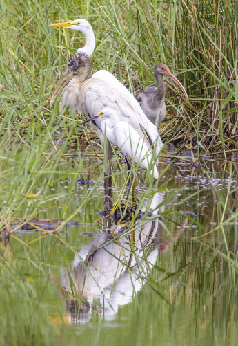 Great Egret, Wood Stork, Juvenile White Ibis, Snowy Egret. Can you see all four of them?  