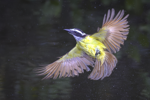 A Great Kiskadee in flight, after it had just dipped into a small pond