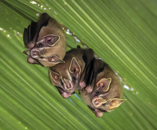 These Tent-making Bats get their name from cutting up and folding, tent-like, large plant leaves