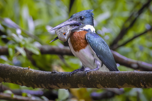 This Amazon Kingfisher just caught one