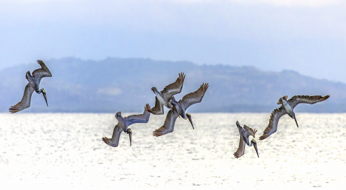 Brown Pelicans fishing