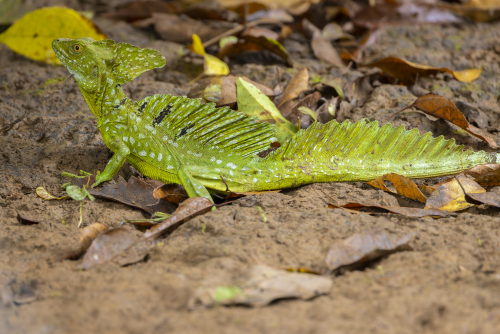 For the longest time, we mistook this Emerald Basilisk for a leaf.  Easy to see why.