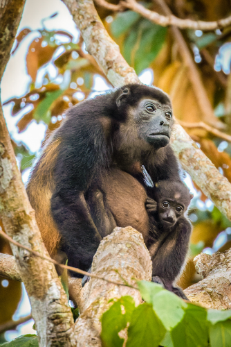 A Howler Monkey with her baby in Corcovado National Park