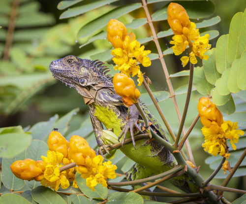 A Green Iguana posing as a tree flower