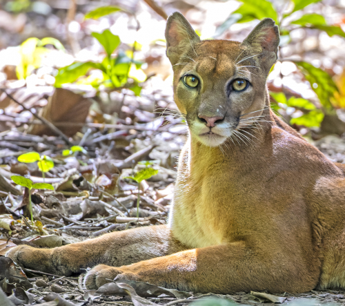 Possibly our most spectacular encounter ever, this Puma sat down for a rest right on our trail in Corcovado National Park