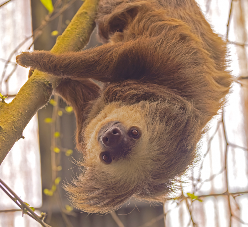 Im Santa Elena Sloth Rescue Center warten mehr als 20 Faultiere darauf, dass sie nach Genesung hoffentlich wieder ausgewildert werden