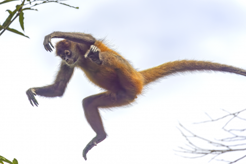 Spider Monkey jumping from tree to tree